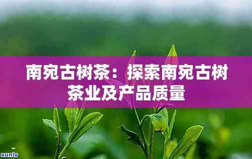 南宛古树普洱茶，探索古老韵味：南宛古树普洱茶的魅力与历