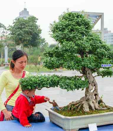 湖北仙桃盆栽场，湖北仙桃：盆栽爱好者的天堂，场一探究竟！