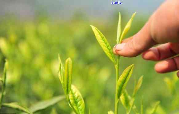 野生茶好喝吗，探索大自然的馈赠：野生茶是否真的好喝？