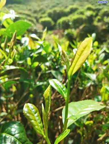 野生茶好喝吗，探索大自然的馈赠：野生茶是否真的好喝？