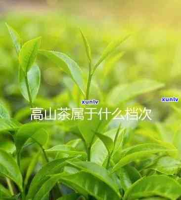 高贡山什么茶？探索神秘山区的顶级茗品