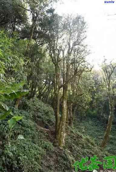 高贡山野生茶好吗-高贡山生态茶价格