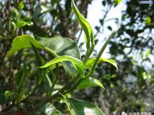 探索古树茶茶颜色：色泽淡雅，种类多样