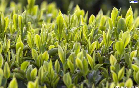 探索古树茶茶颜色：色泽淡雅，种类多样