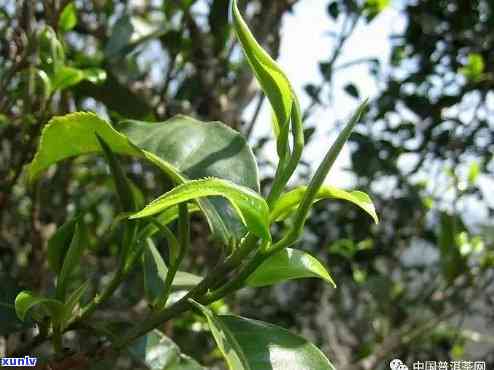 探索古树茶茶颜色：色泽淡雅，种类多样