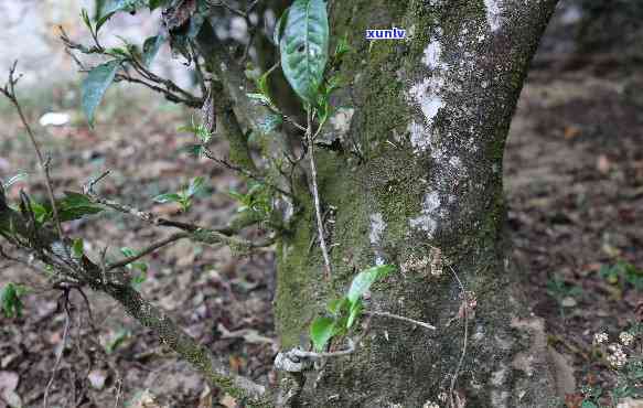 野生茶树更高寿命是多少？价格怎样？