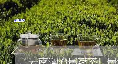 澜沧景茗茶厂茶价格-澜沧景茗茶厂 茶价格