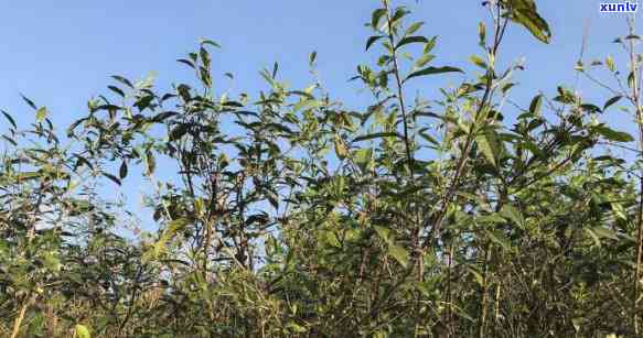 荒山古树茶是哪种茶-荒山古树茶是哪种茶叶