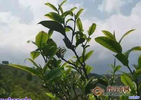 野生古树茶价位大全：查看最新价格与图片