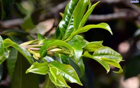 揭示野生古树茶的口感特点：独特韵味与健益处