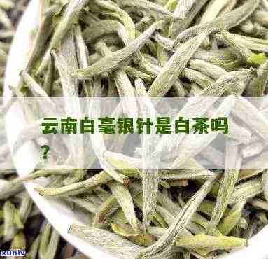 云南茶叶制成的白毫银针，云南白毫银针：茶叶中的瑰宝