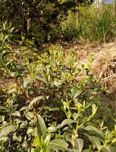 野生茶树的种类图片，探索大自然的魅力：野生茶树的种类图片大