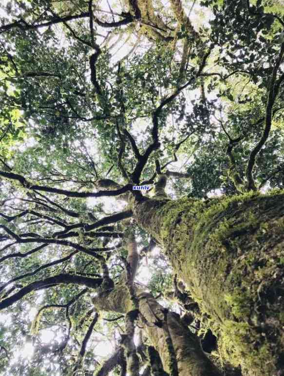 野生茶树图片大全集-野生茶树图片大全集高清