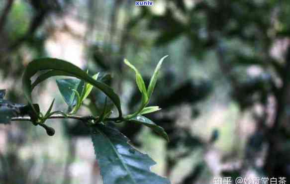 野生茶还是天然的好-野生茶和普通茶的区别