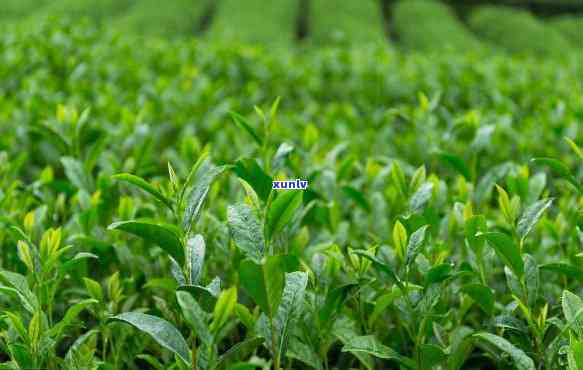 野生茶还是天然的好-野生茶和普通茶的区别