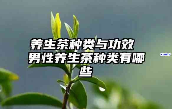 男人养生喝什么茶比较好，探讨男性养生之道：推荐适合饮用的茶叶