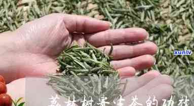 什么寄生茶功效荔枝，揭秘寄生茶：荔枝的功效与作用