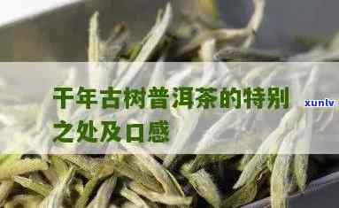 千年古树茶口感特点解析：独特的醇厚与清香