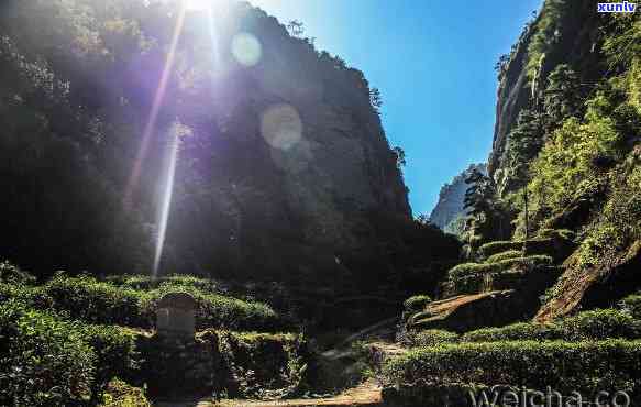 武夷山岩茶金佛，探寻金佛秘境：武夷山岩茶的魅力之旅