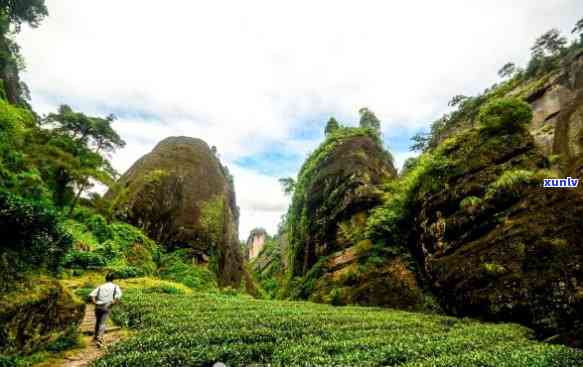 武夷山岩茶金佛，探寻金佛秘境：武夷山岩茶的魅力之旅