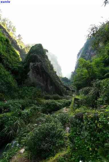 武夷山岩茶金佛，探寻金佛秘境：武夷山岩茶的魅力之旅