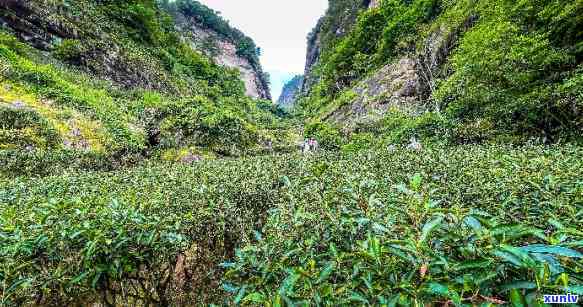 武夷山岩茶金佛，探寻金佛秘境：武夷山岩茶的魅力之旅