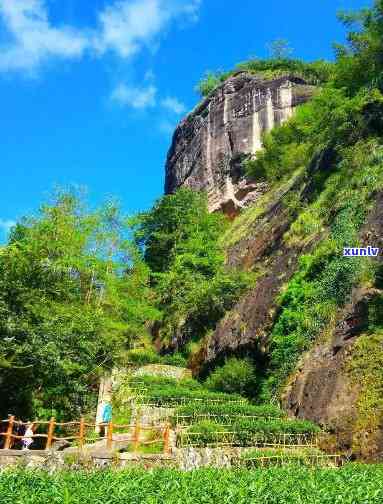 武夷山岩茶金佛，探寻金佛秘境：武夷山岩茶的魅力之旅