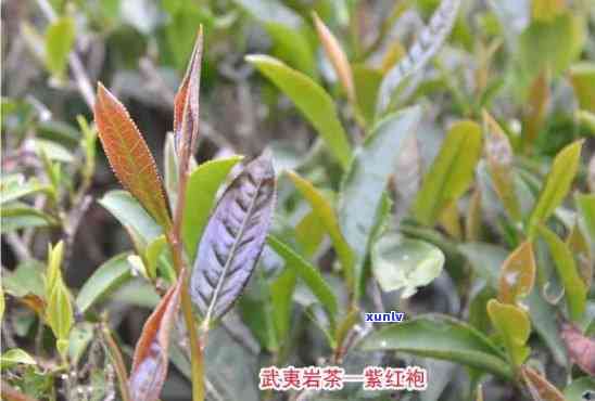 武夷山金佛茶：什么种类的茶叶？