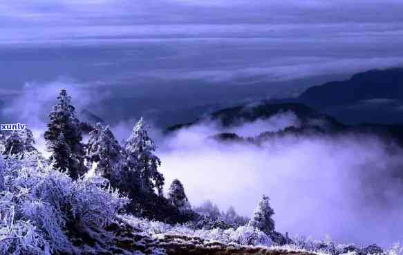 大雪山野生茶的特点-大雪山野生茶的特点是什么