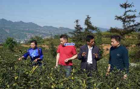 大雪山野生茶的特点-大雪山野生茶的特点是什么