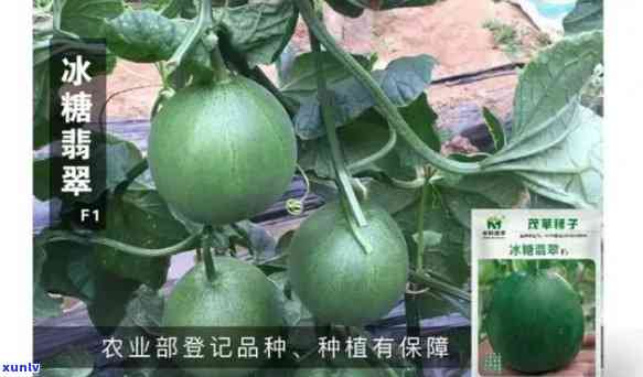 冰翡翠甜瓜种子系列：品种选择与种植管理指南