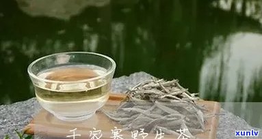 喝普洱茶后出现持续性咳嗽和痰多问题，如何解决？