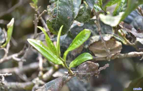 班盆古树茶口感，探索班盆古树茶的独特口感：一次味蕾的旅行