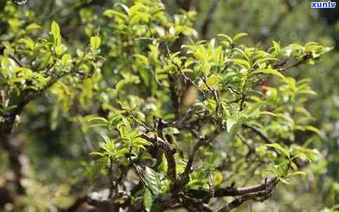 喝古树茶：好处与坏处全解析