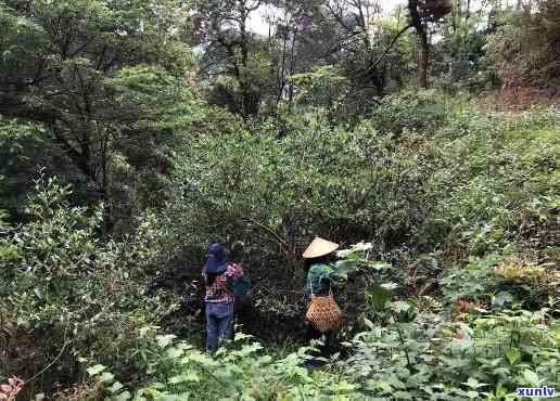 喝野生茶的好处：探究其益处与风险