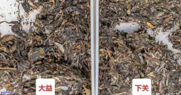 大益跟下关哪个好，大益与下关：谁的普洱茶更好？