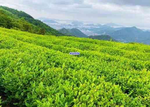 茶场地址，寻找茶？这里是最全的场地址！