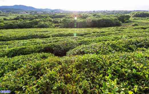 茶场地址，寻找茶？这里是最全的场地址！