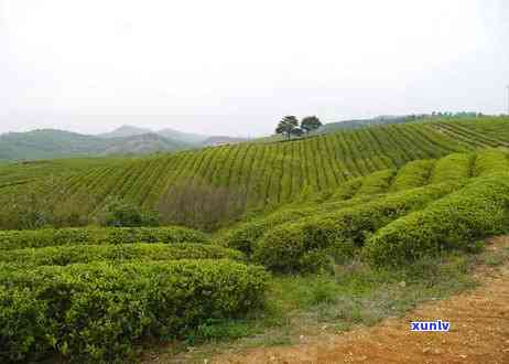 茶场-茶场在哪里