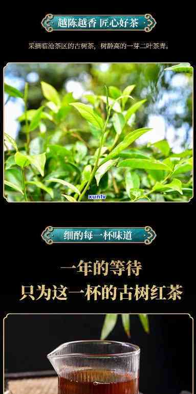 云南双江勐库镇古树茶，【云南双江】2023年春茶即将开采，古树茶香气四溢！