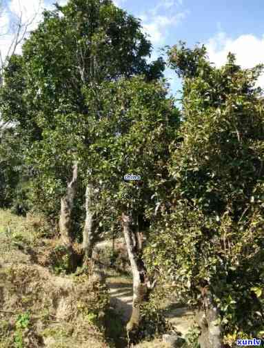 凤庆香竹箐古茶有限责任公司，探索云南凤庆：香竹箐古茶有限责任公司的故事与产品