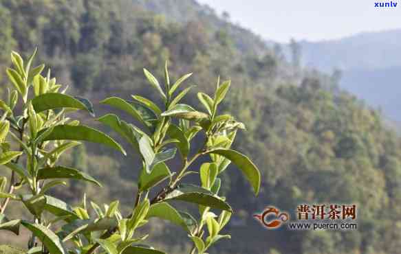 云春茶厂木古树茶价格多少，探究云春茶厂木古树茶的价格究竟几何？