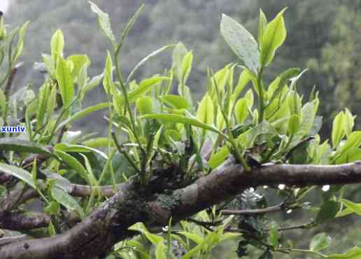 云春茶厂木古树茶价格多少，探究云春茶厂木古树茶的价格究竟几何？