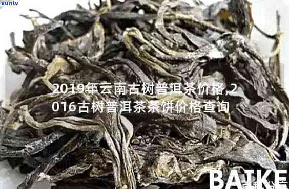 云春茶厂木古树茶-云春茶厂木古树茶价格多少