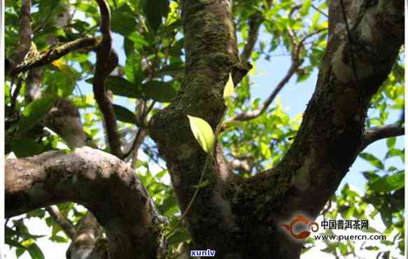 勐海千年古树野生茶-勐海千年木古树茶