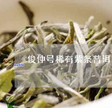 俊仲号清明紫光生茶-俊仲号稀有紫条茶普洱生茶