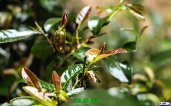 盘踞老树根古树紫芽-古树紫芽茶属于什么茶