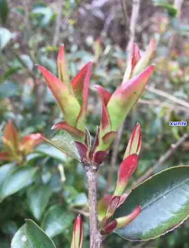 盘踞老树根古树紫芽-古树紫芽茶属于什么茶