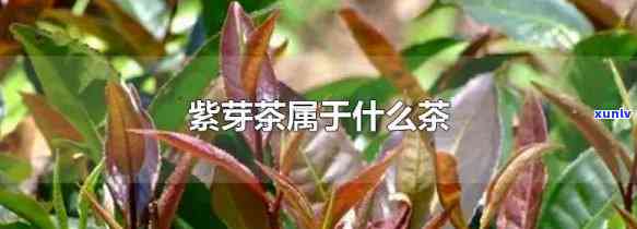 紫芽茶是什么茶，探秘紫芽茶：这是一种什么样的茶？