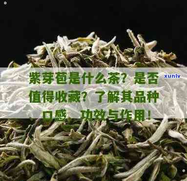 紫芽茶是什么茶，探秘紫芽茶：这是一种什么样的茶？